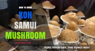 Mastering the Art of Growing Koh Samui Mushrooms at Home