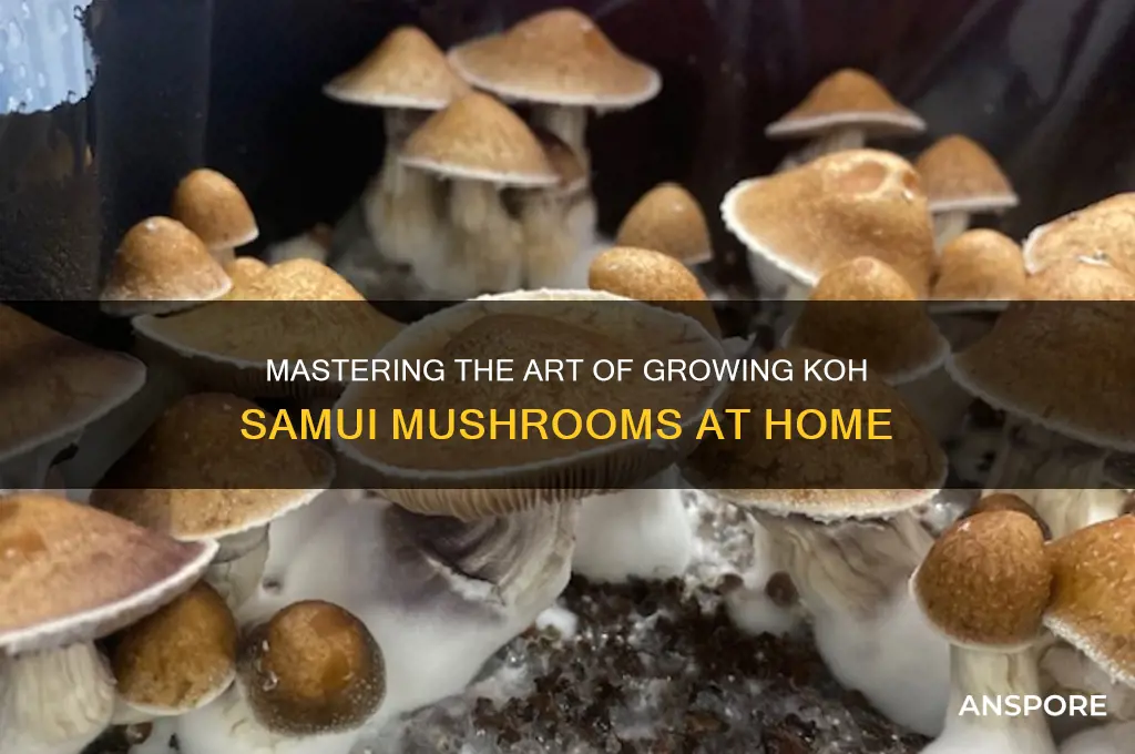 how to grow koh samui mushroom