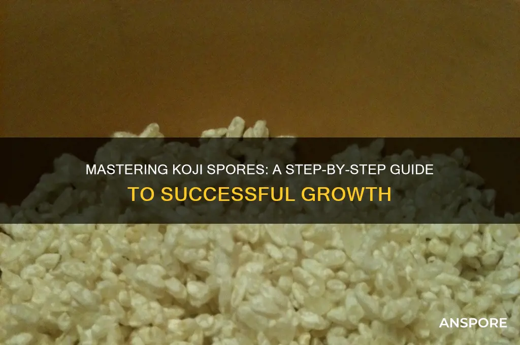how to grow koji spores