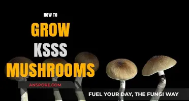 Mastering Ksss Mushroom Cultivation: A Step-by-Step Growing Guide