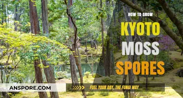 Mastering Kyoto Moss Cultivation: A Step-by-Step Spore Growing Guide