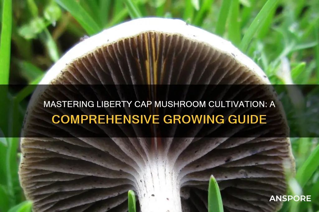 how to grow liberty cap mushrooms