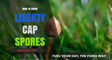 Mastering Liberty Cap Cultivation: A Guide to Growing Spores Successfully