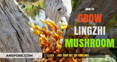 Mastering Lingzhi Mushroom Cultivation: A Comprehensive Growing Guide