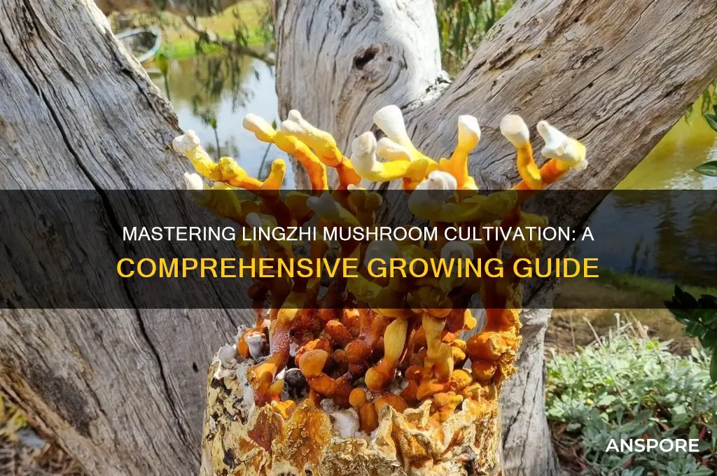 how to grow lingzhi mushroom