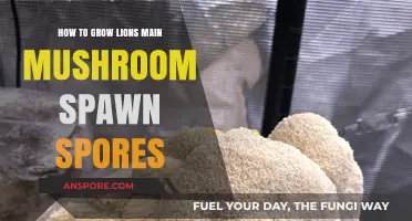 Mastering Lion's Mane Mushroom Spawn: A Step-by-Step Guide to Growing Spores