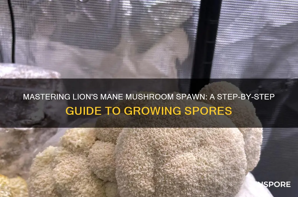 how to grow lions main mushroom spawn spores