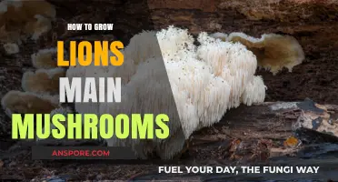 Mastering Lion's Mane Mushroom Cultivation: A Step-by-Step Growing Guide