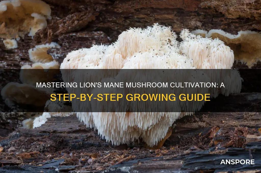 how to grow lions main mushrooms
