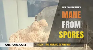 Cultivating Lion's Mane: A Step-by-Step Guide to Growing from Spores