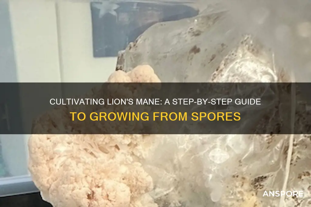how to grow lion