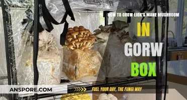 Mastering Lion's Mane Mushroom Cultivation in Your Grow Box at Home