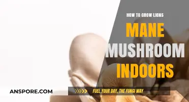 Mastering Indoor Lion's Mane Mushroom Cultivation: A Step-by-Step Guide