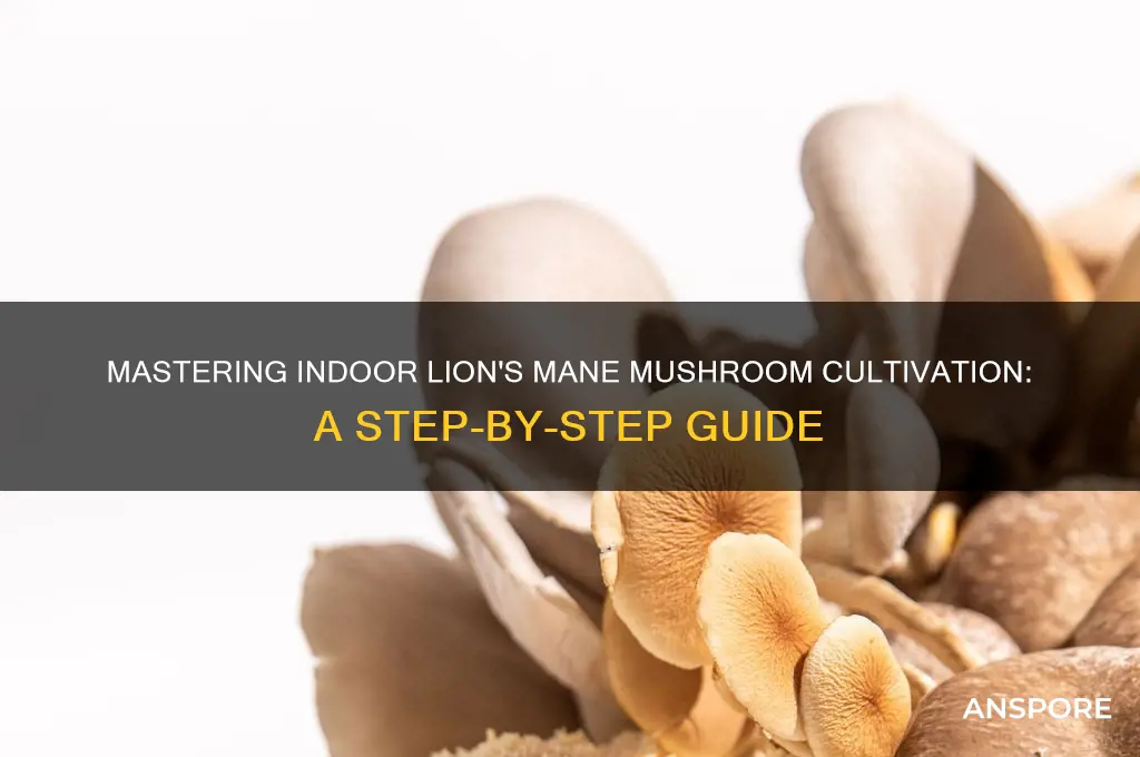 how to grow lions mane mushroom indoors