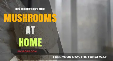 Mastering Lion's Mane Mushroom Cultivation: A Beginner's Home-Growing Guide