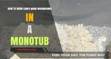 Mastering Monotub Cultivation: Growing Lion's Mane Mushrooms at Home