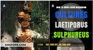 Mastering Liquid Mushroom Cultures: Growing Laetiporus Sulphureus at Home