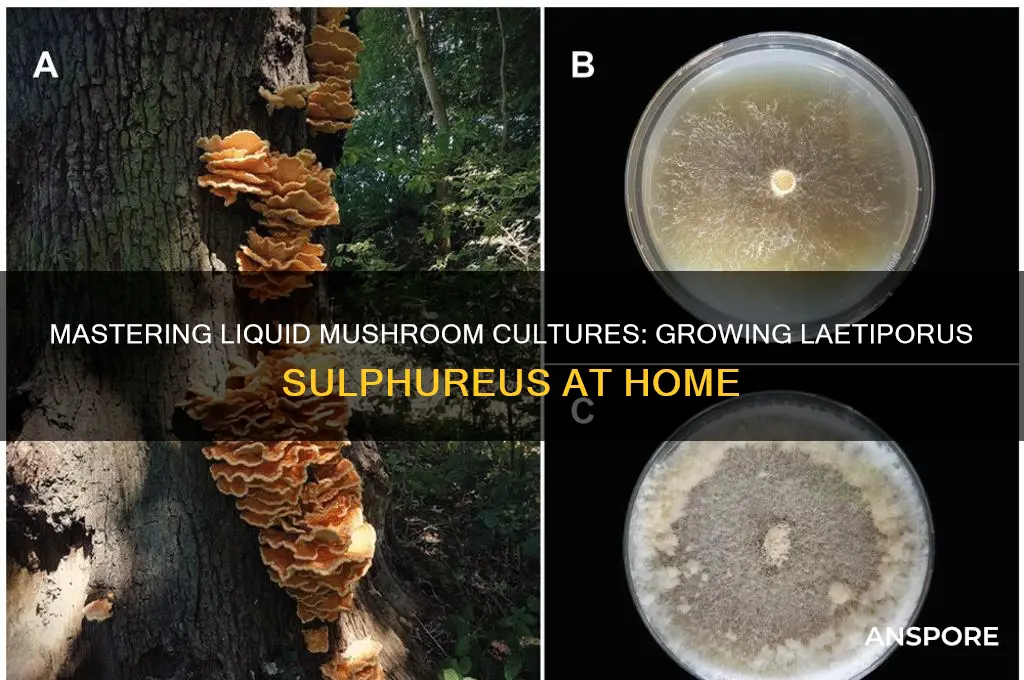how to grow liquid mushroom cultures laetiporus sulphureus