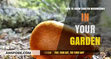 Cultivating Lobster Mushrooms: A Step-by-Step Garden Growing Guide