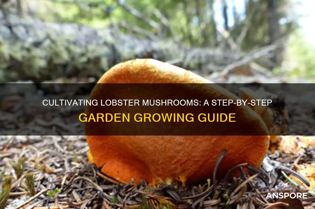 how to grow lobster mushrooms in your garden