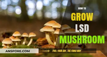 Cultivating Psilocybin Mushrooms: A Comprehensive Guide to Growing LSD Mushrooms