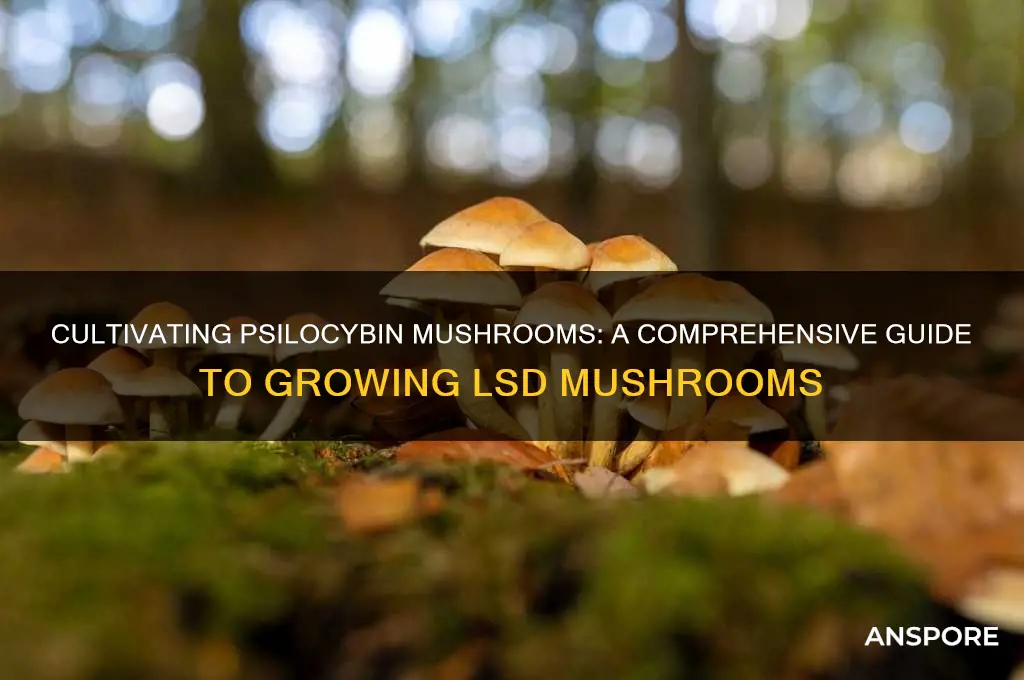 how to grow lsd mushrooms