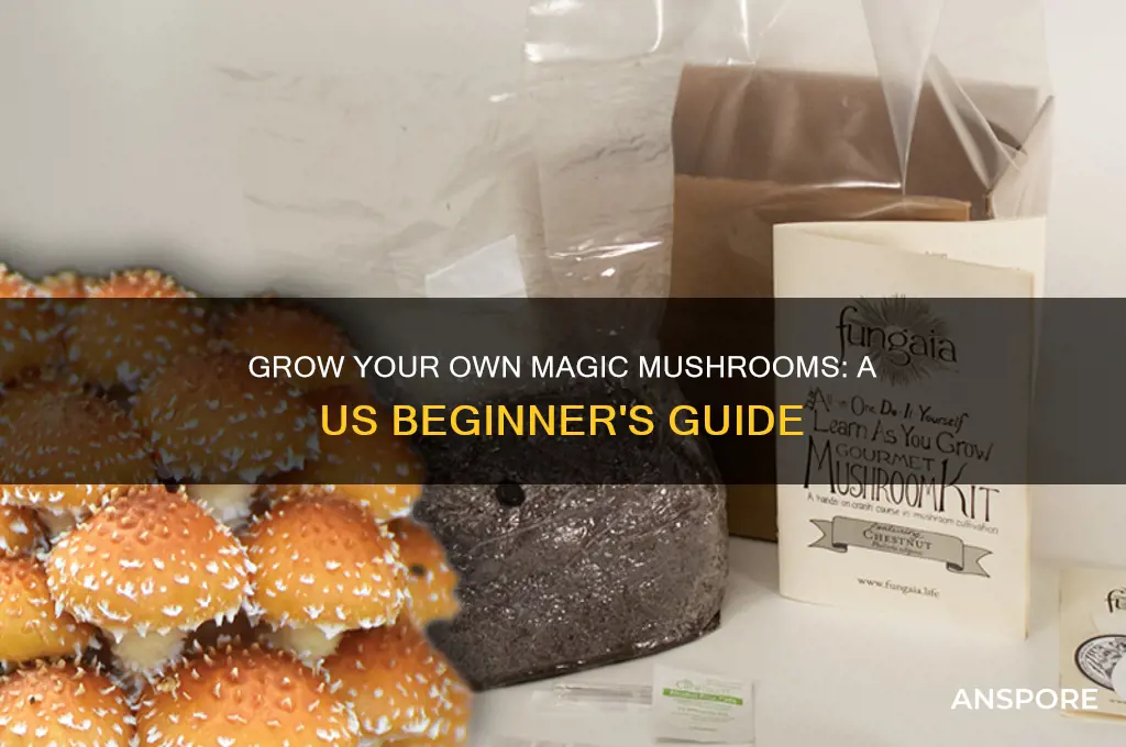how to grow magic mushroom kit us