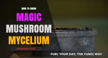 Mastering Mycelium: A Guide to Growing Magic Mushroom Cultures