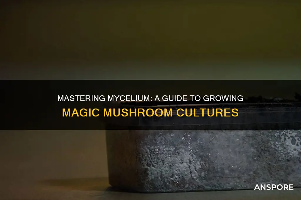 how to grow magic mushroom mycelium