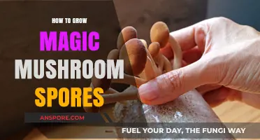 Mastering the Art of Growing Magic Mushroom Spores at Home