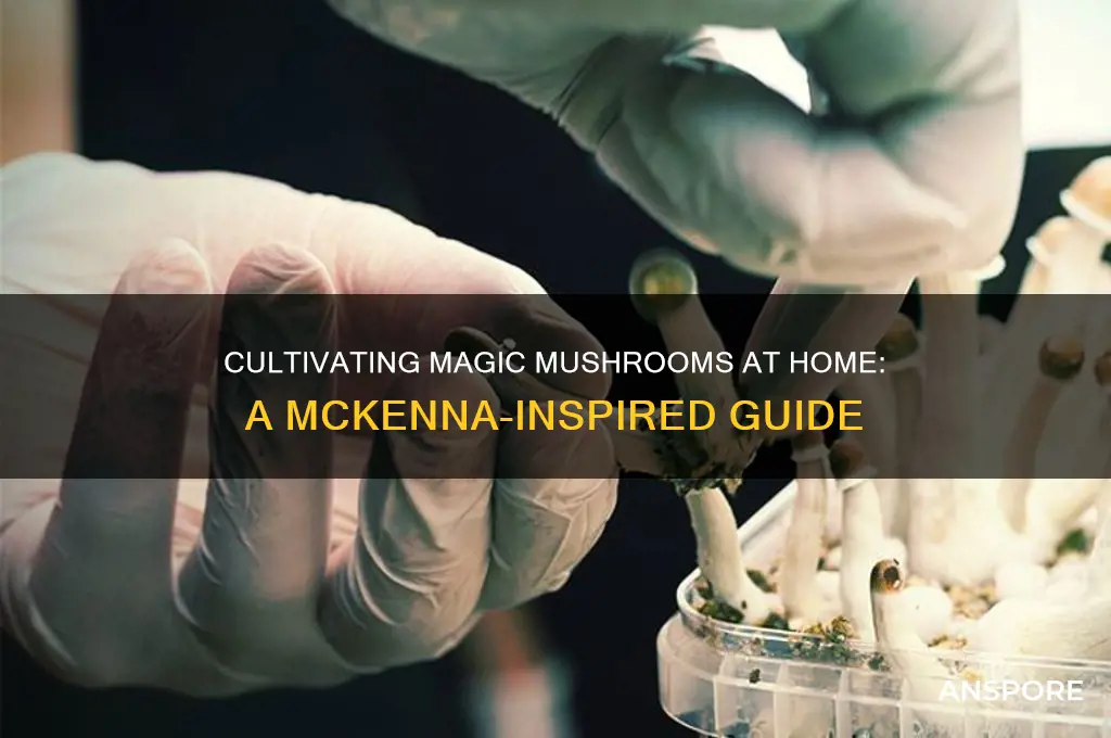 how to grow magic mushrooms at home mckenna