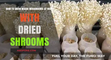 Growing Magic Mushrooms at Home: A Guide Using Dried Shrooms
