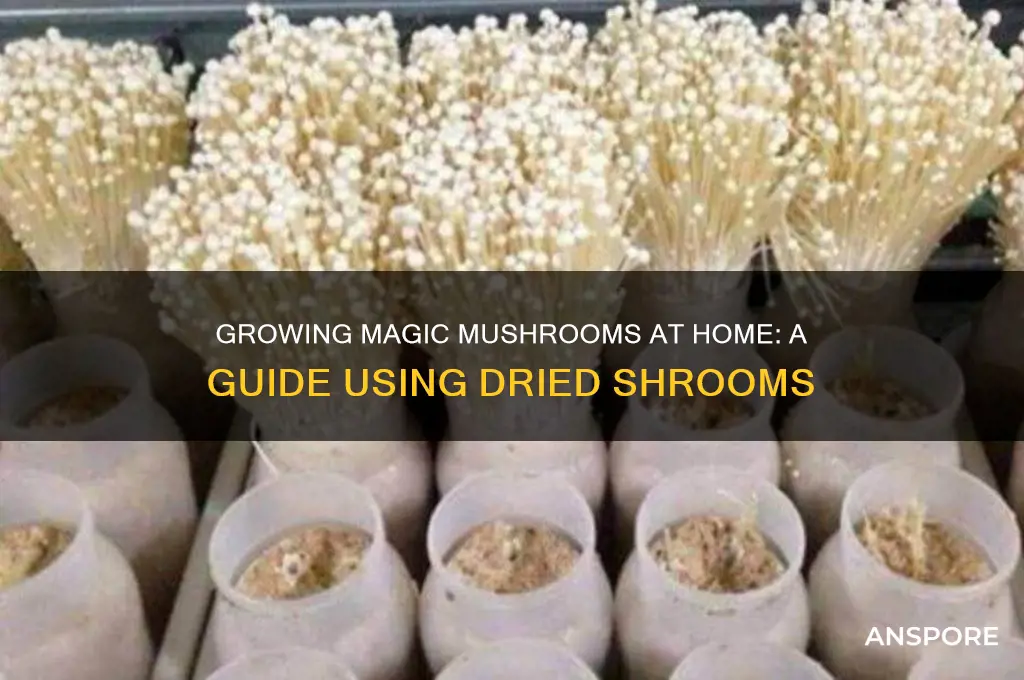 how to grow magic mushrooms at home with dried shrooms