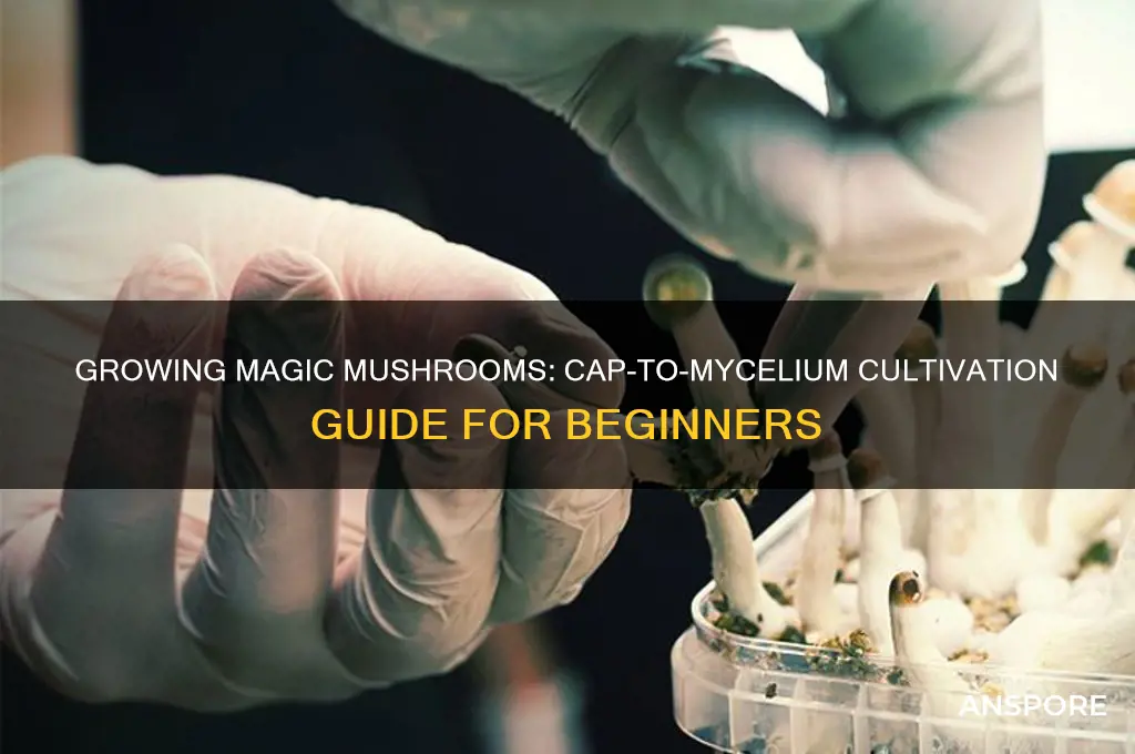 how to grow magic mushrooms from a cap with mycilium