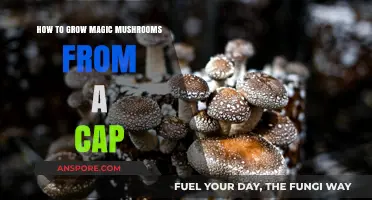 Growing Magic Mushrooms: A Step-by-Step Guide from a Single Cap
