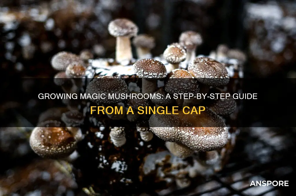 how to grow magic mushrooms from a cap