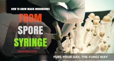 Mastering Mushroom Cultivation: Growing Magic Mushrooms from Spore Syringe