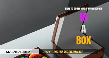 Grow Magic Mushrooms at Home: Simple Box Cultivation Guide