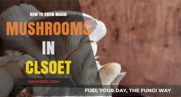Closet Cultivation: A Beginner’s Guide to Growing Magic Mushrooms