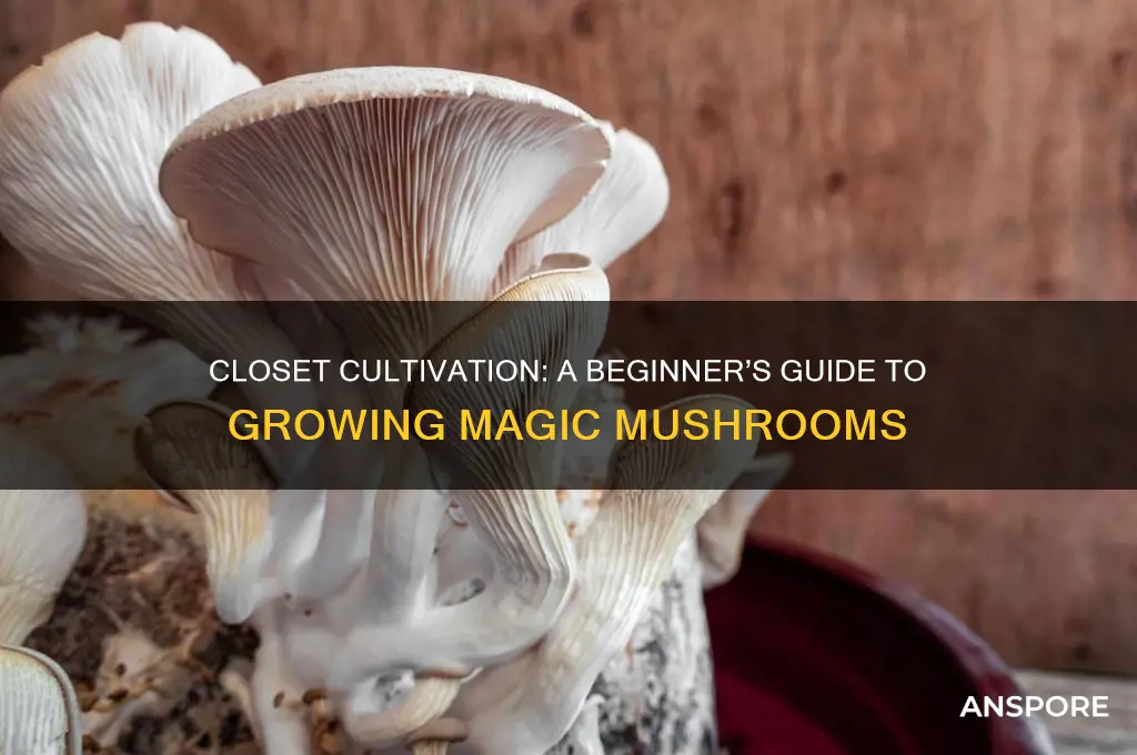 how to grow magic mushrooms in clsoet