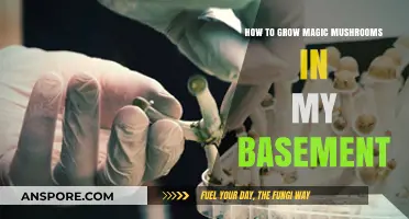 Cultivating Psilocybin Mushrooms: A Basement Grower's Step-by-Step Guide
