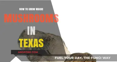 Cultivating Psilocybin Mushrooms in Texas: A Comprehensive Growing Guide