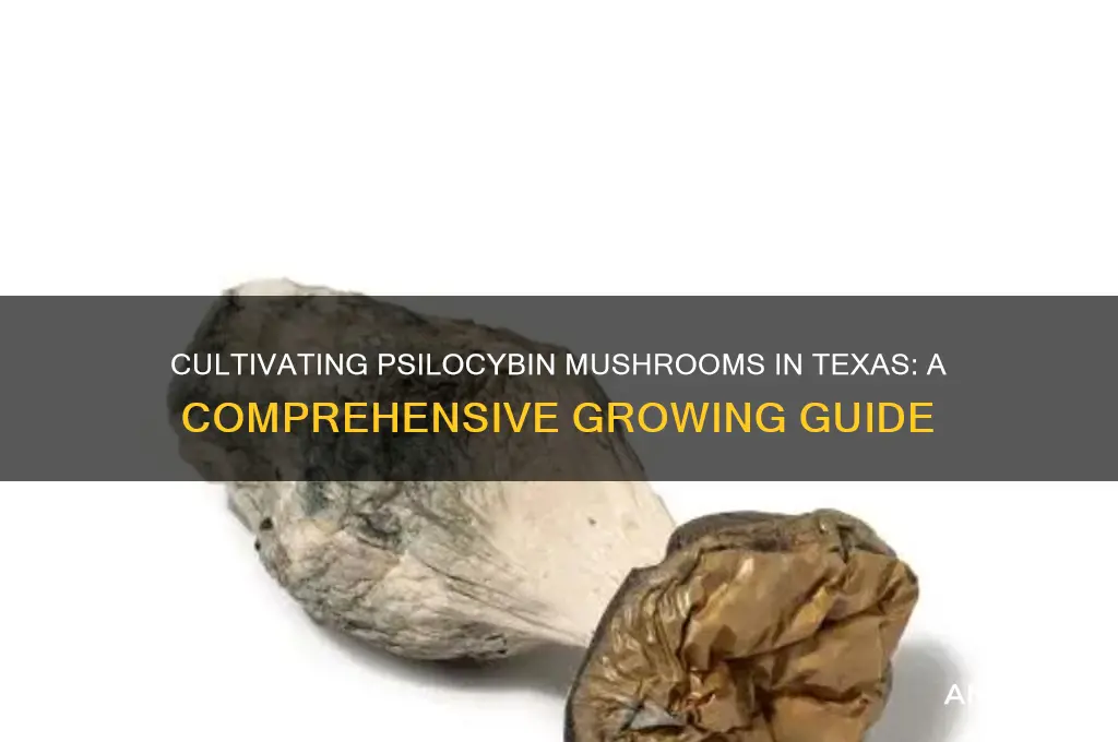 how to grow magic mushrooms in texas