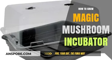 Mastering Magic Mushroom Cultivation: Building Your Own Incubator Setup