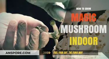 Mastering Indoor Magic Mushroom Cultivation: A Step-by-Step Guide