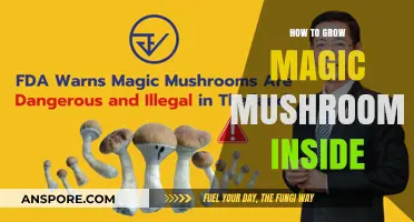 Cultivating Psilocybin Mushrooms Indoors: A Comprehensive Growing Guide