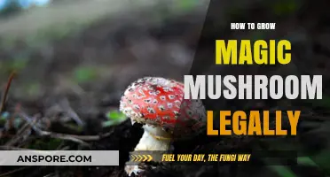 Legal Mushroom Cultivation: A Guide to Growing Magic Mushrooms Safely
