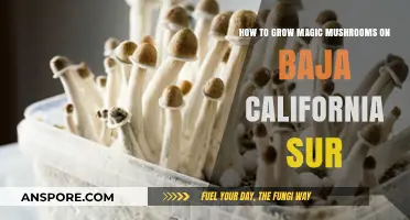 Cultivating Magic Mushrooms in Baja California Sur: A Step-by-Step Guide