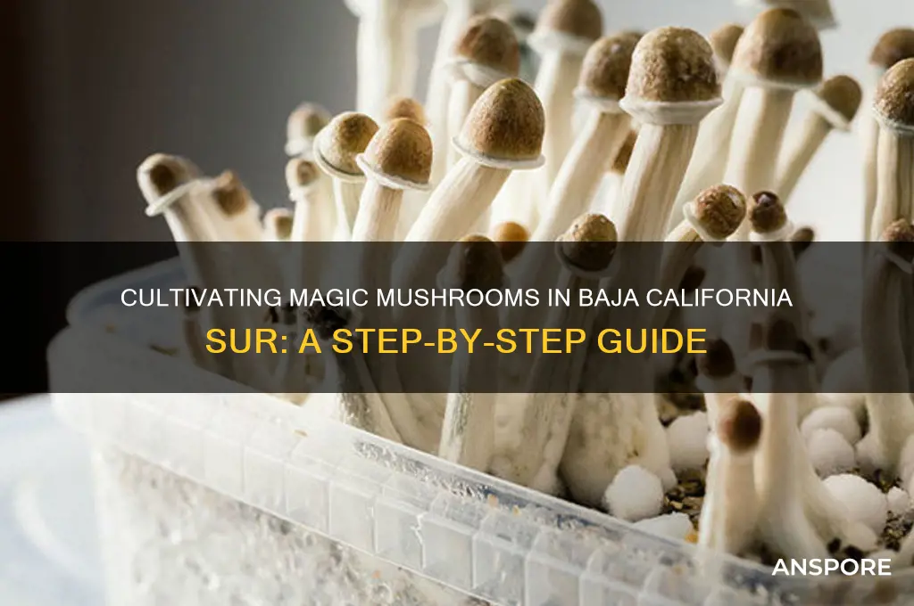 how to grow magic mushrooms on baja california sur