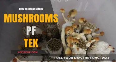 Mastering PF Tek: A Step-by-Step Guide to Growing Magic Mushrooms